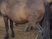 Faras dhaddig, Horses — sawirka 4