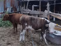 Bik, Simmental cattle — fotografija 2