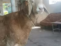 Domba jantan, Edilbay sheep — foto 3