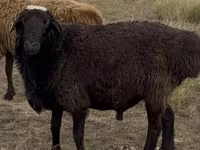 Montone, Kazakh fat-tailed coarsewool sheep — foto 1