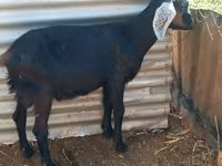 Ziegenbock, Saanen goat — Foto 3