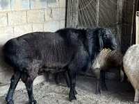 Montone, Arashan sheep — foto 3