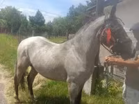 Hingst, Heste — foto 3