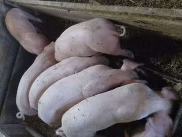 Babi (lot, jantina tidak dinyatakan), Дюрок