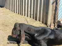 Бузғола, Kamori goats — акс 3