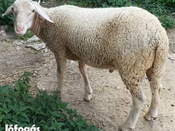 Koç, Luzein sheep