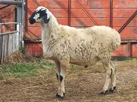 Ram, Hissar sheep — foto 1