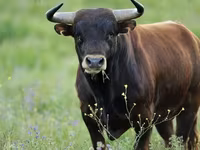 Toro, Ganado vacuno — foto 1
