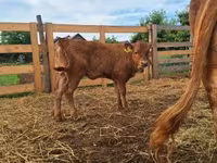 วัวตัวเมีย, Simmental cattle — รูปภาพ 1