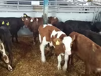 Bou, Simmental cattle — foto 3
