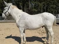 Koń, Mule — zdjęcie 2