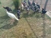 Turkeys — ፎቶ 5