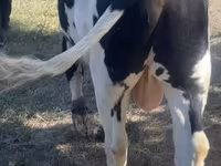 Lembu jantan, Russian Black pied cattle — foto 3