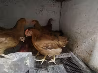 Chickens — foto 3