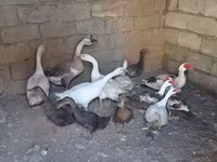 Geese — sawirka 4