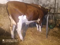 Lembu betina, Simmental cattle — foto 8