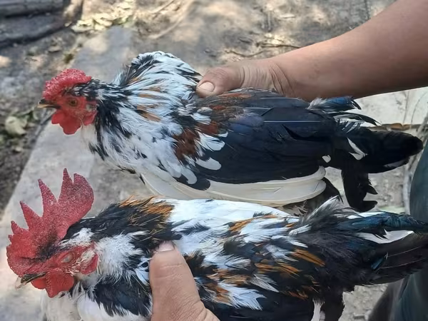 Japanisches Bantam