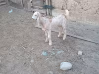Kambing jantan, Nubian Goat — foto 4