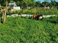 Koza, Saanen goat — foto 3