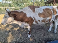 Lembu betina, Limousin cow — foto 1