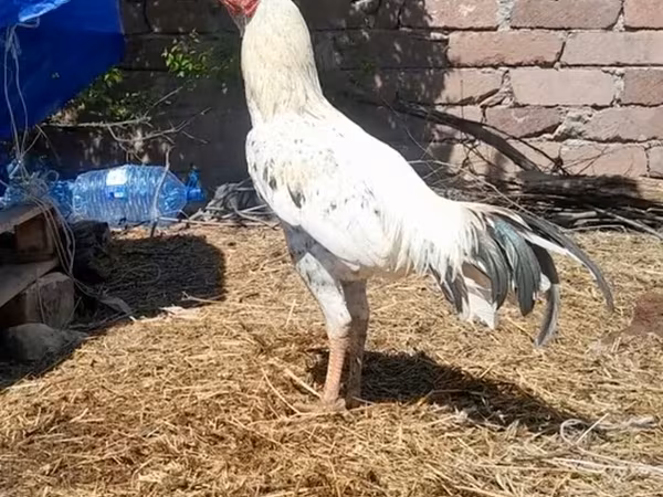 Chickens — Azerbaijan
