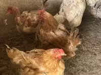Brahma — Foto 5