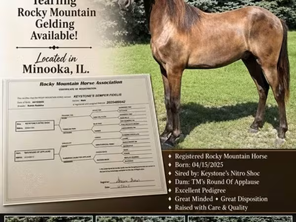 Horse (M), Rocky Mountain Horse