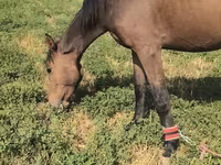 مادیان, Friesian sport horse — عکس 4