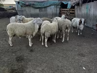 قوچ, گوسفند — عکس 4