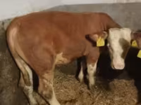 گاو نر, Simmental cattle — عکس 1