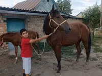 Էգ ձի, Thoroughbred horse — լուսանկար 6