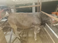 Dibi, Cattle — sawirka 5