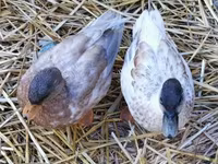 Ducks — fotografija 1