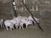 Verro, Cerdos — foto 1