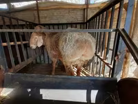 แกะตัวผู้, Hissar sheep — รูปภาพ 3