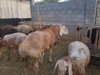 Κριός, Arashan sheep — φωτογραφία 8