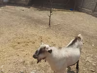 Caprone, Saanen goat — foto 3