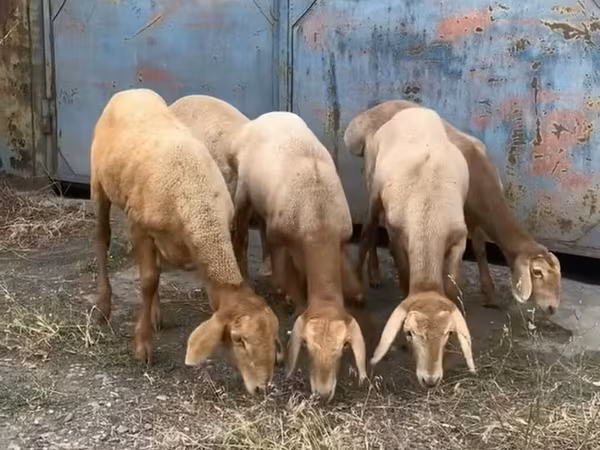 Pecora, Arashan sheep — Kirghizistan