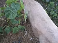 สุกร (เป็นล็อต, ไม่ระบุเพศ), หมู — รูปภาพ 1
