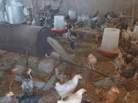 Chickens — عکس 3