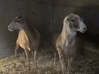 암양, Rhon sheep — 사진 2