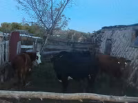 Lo’, Cattle — sawirka 6