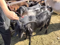 بز نر, Beetal goats — عکس 4