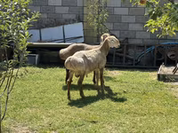 Baran, Edilbay sheep — zdjęcie 5