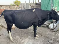 گاو ماده, Russian Black pied cattle — عکس 4