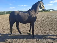 Kůň, Nonius horse — foto 6