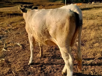Vacă, Bovine — foto 3