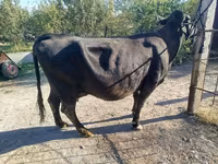 Kuh, Aberdeen-Angus — Foto 3