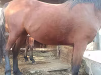 母马, Horses — 照片 3