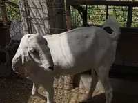 بز ماده, Beetal goats — عکس 2